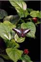 A beautiful butterfly.  Leeds, England